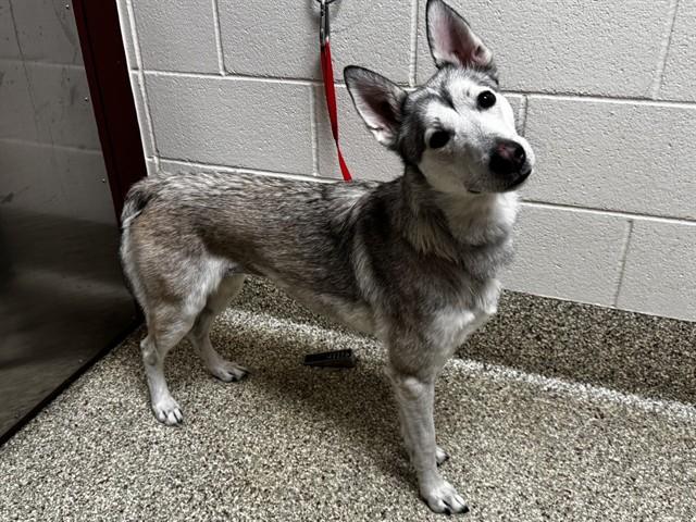 YUNA, Adoptable, Young Female Siberian Husky.