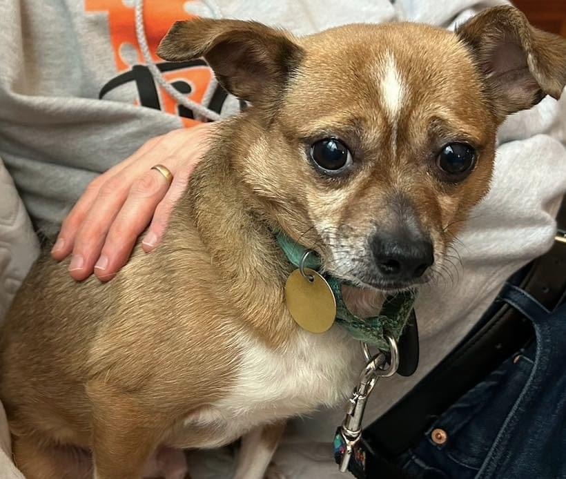 Moe the feral cat-dog, Adoptable, Adult Male Chihuahua & Jack Russell Terrier.