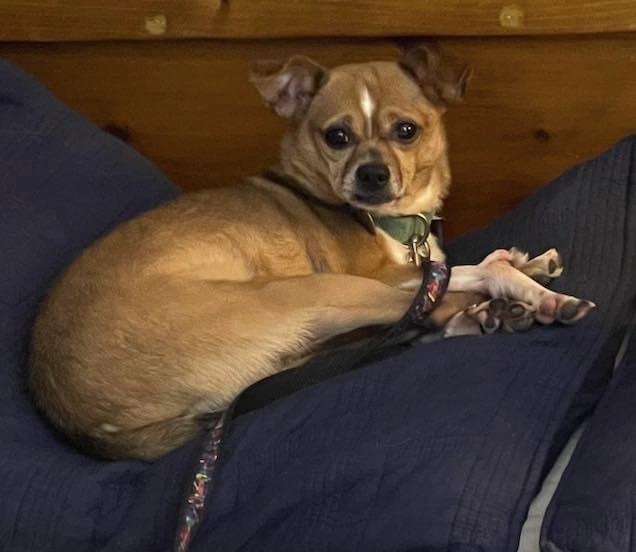 Enlarge Moe the feral cat-dog, a Adoptable mixed breed in Oak Ridge, NJ image 2/3