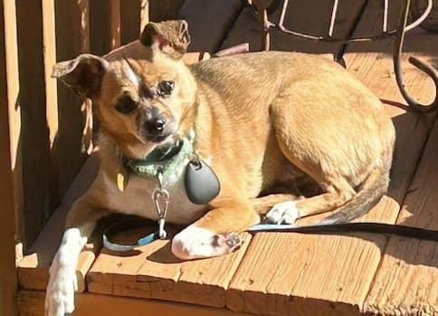 Enlarge Moe the feral cat-dog, a Adoptable mixed breed in Oak Ridge, NJ image 3/3