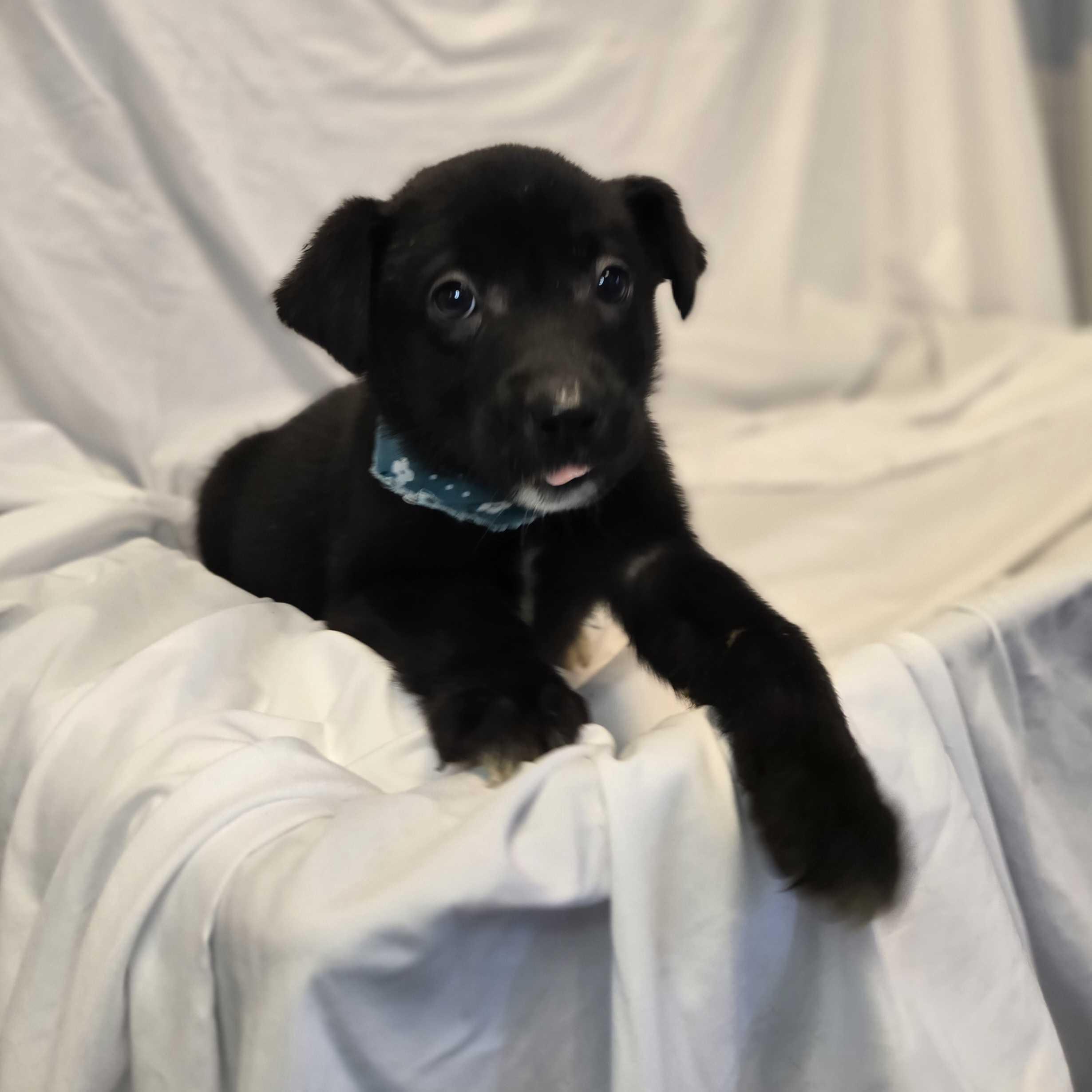 Enlarge Olaf, a ADOPTABLE Mixed Breed in Canal Winchester, OH image 1/2