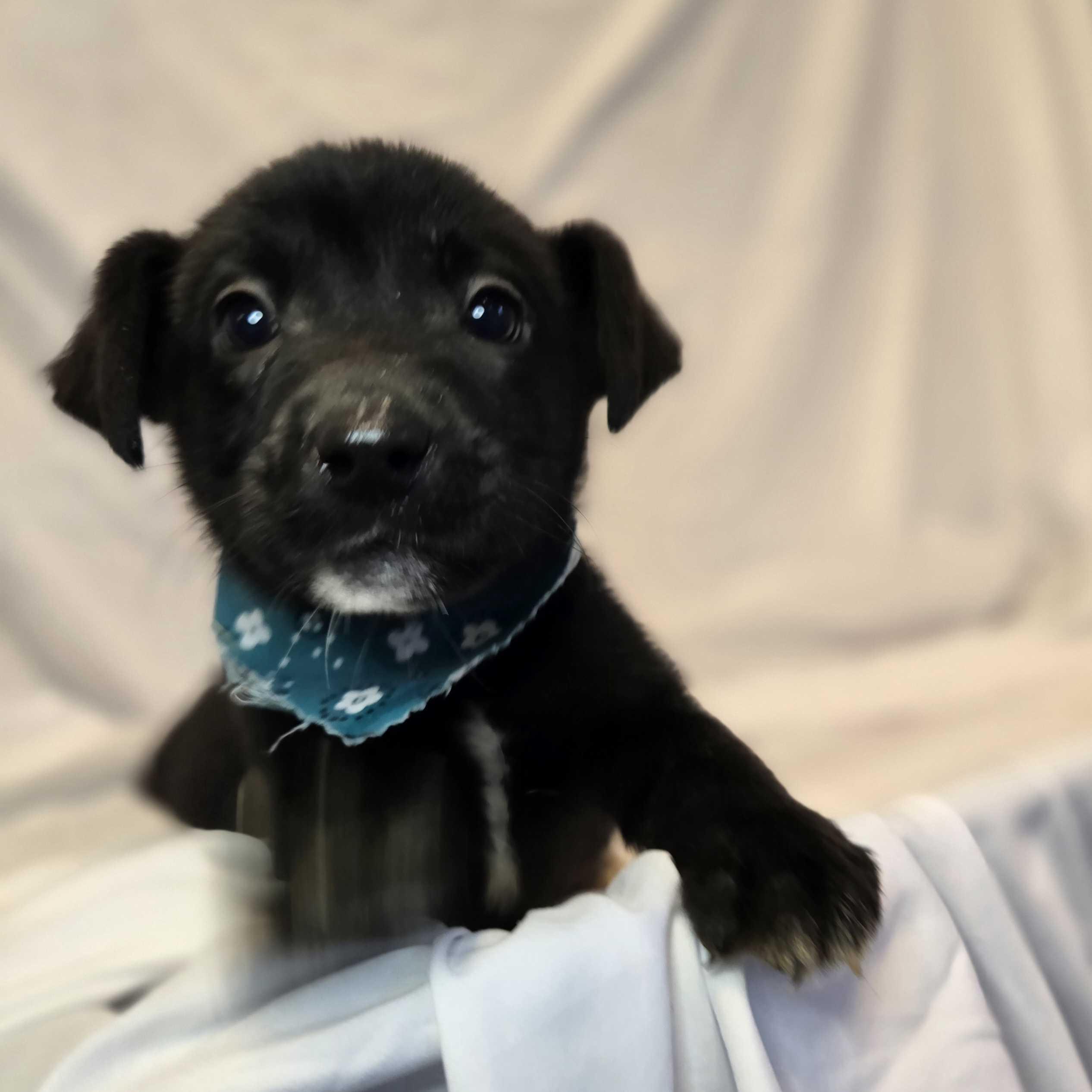 Enlarge Olaf, a ADOPTABLE Mixed Breed in Canal Winchester, OH image 2/2