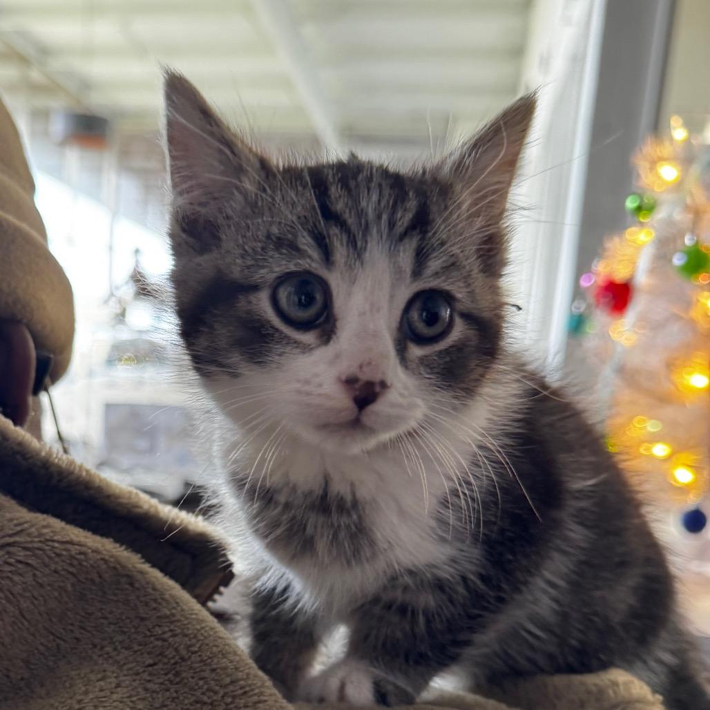 Enlarge Princess Venus, a Adoptable Domestic Medium Hair in Clarksdale, MS image 1/2