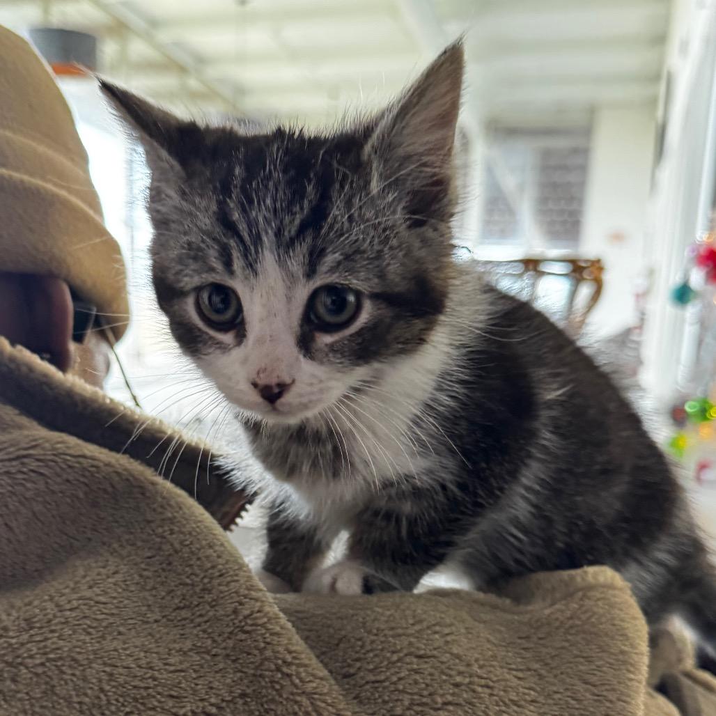 Enlarge Princess Venus, a Adoptable Domestic Medium Hair in Clarksdale, MS image 2/2