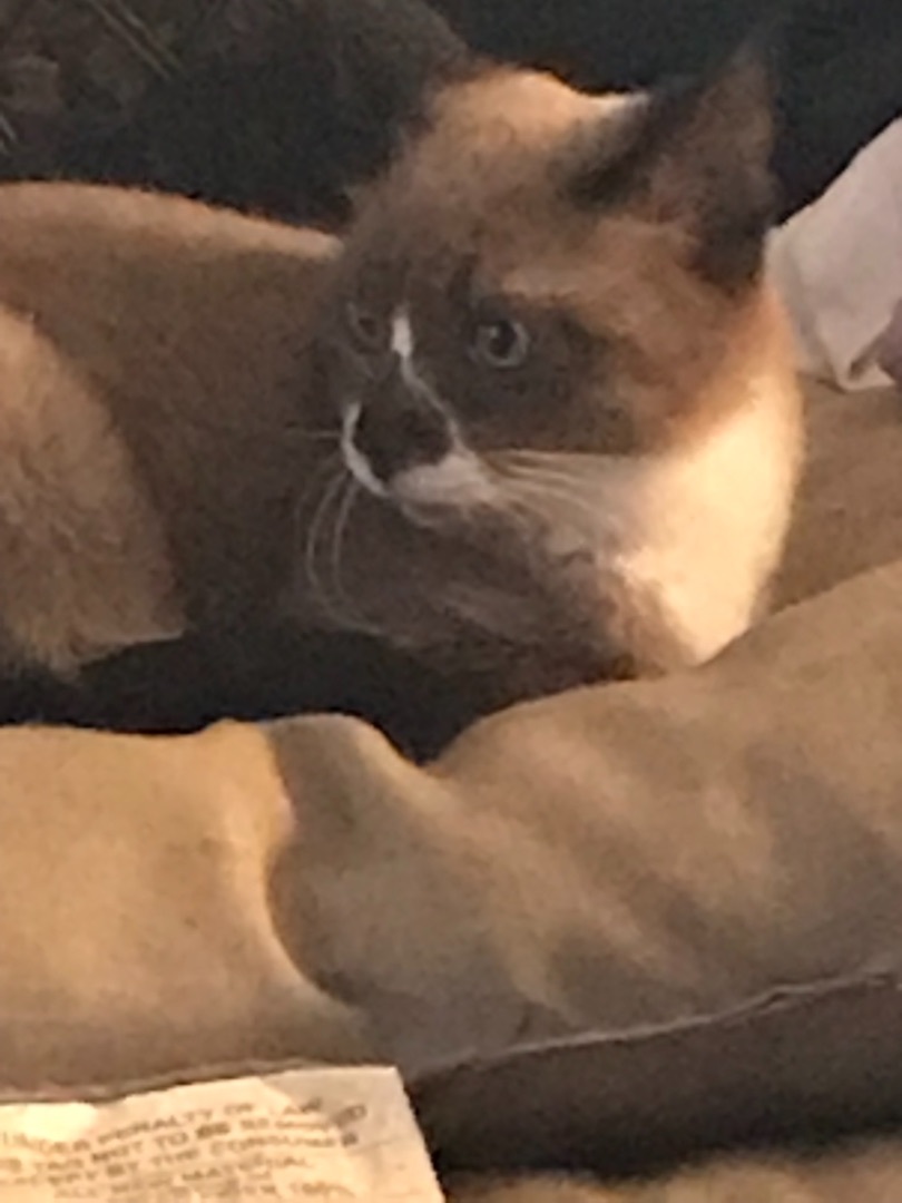 Bronwen, a Adoptable Snowshoe in Haltom City, TX image 1/3