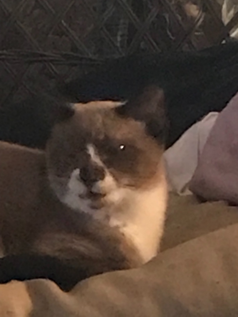 Bronwen, a Adoptable Snowshoe in Haltom City, TX image 2/3