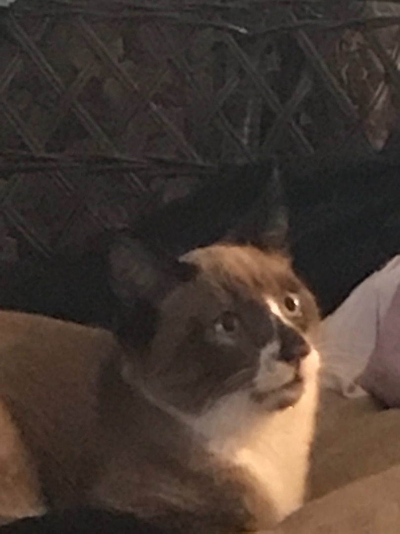 Bronwen, a Adoptable Snowshoe in Haltom City, TX image 3/3