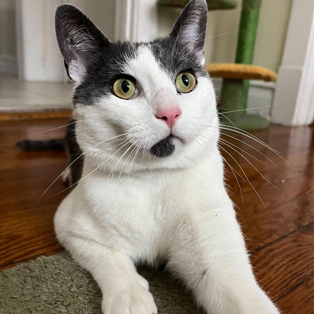 Alder, Adoptable, Adult Male Domestic Short Hair.