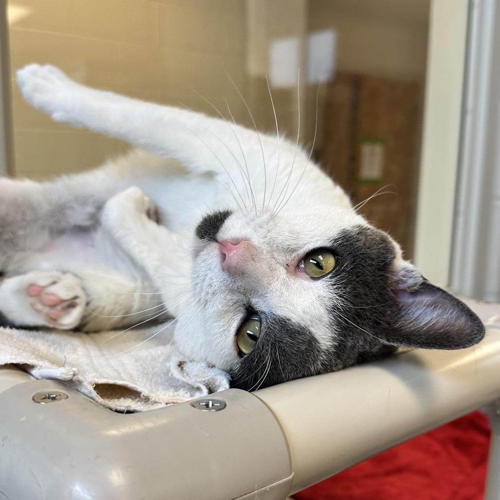 Enlarge Alder, a Adoptable Domestic Short Hair in Evanston, IL image 2/6