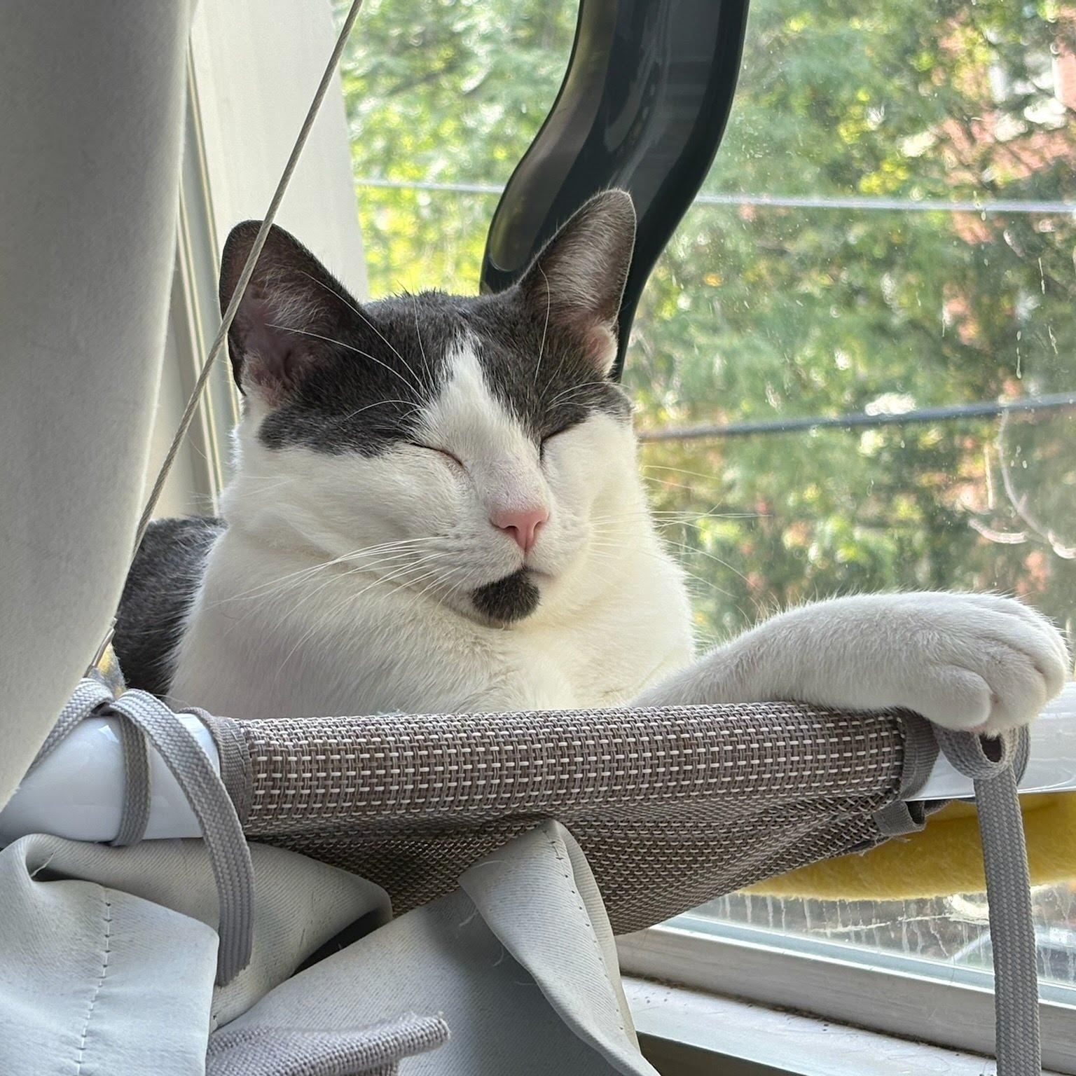 Enlarge Alder, a Adoptable Domestic Short Hair in Evanston, IL image 5/6