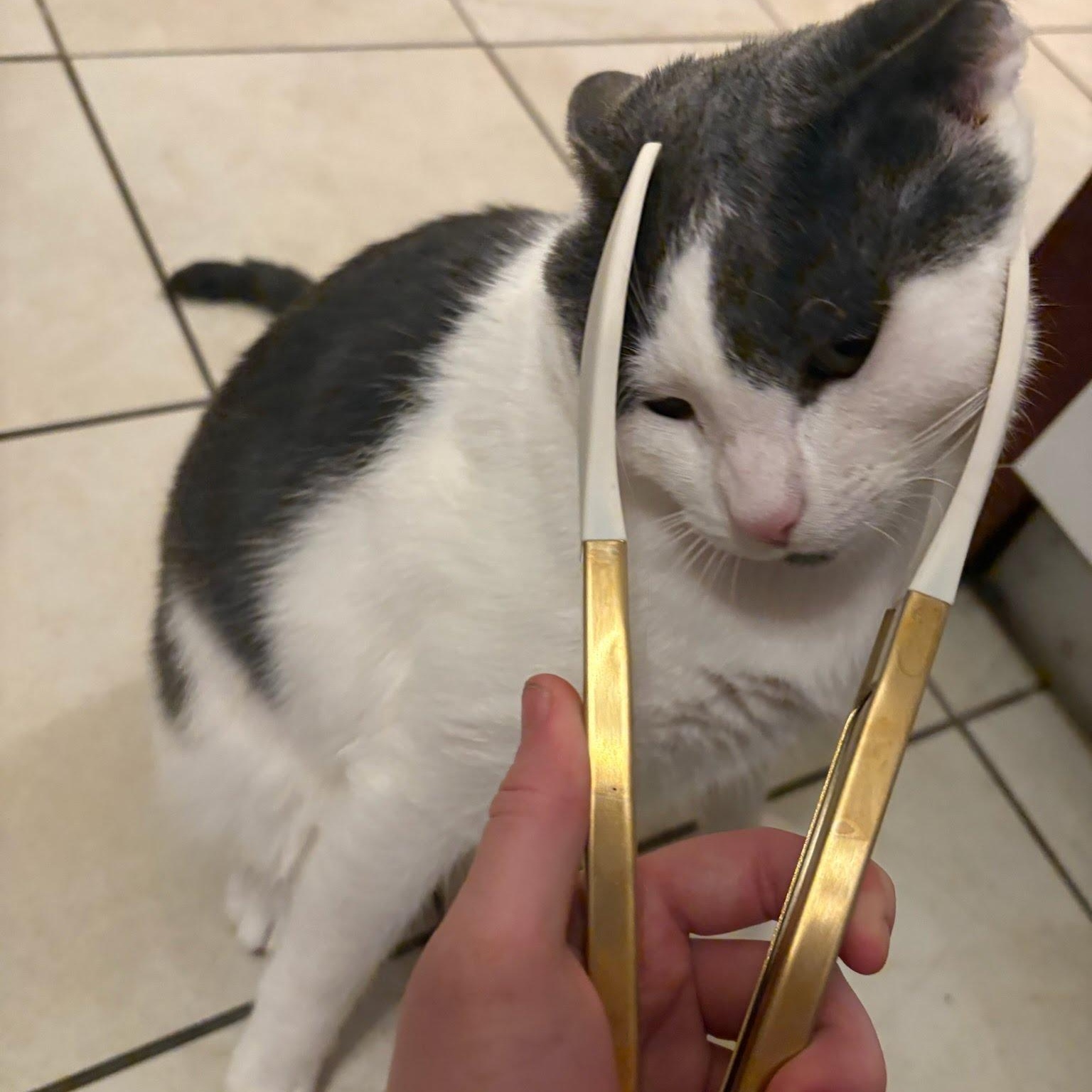 Enlarge Alder, a Adoptable Domestic Short Hair in Evanston, IL image 6/6