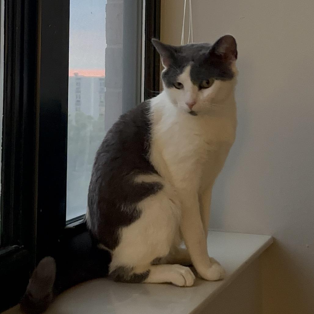 Enlarge Alder, a Adoptable Domestic Short Hair in Evanston, IL image 3/6