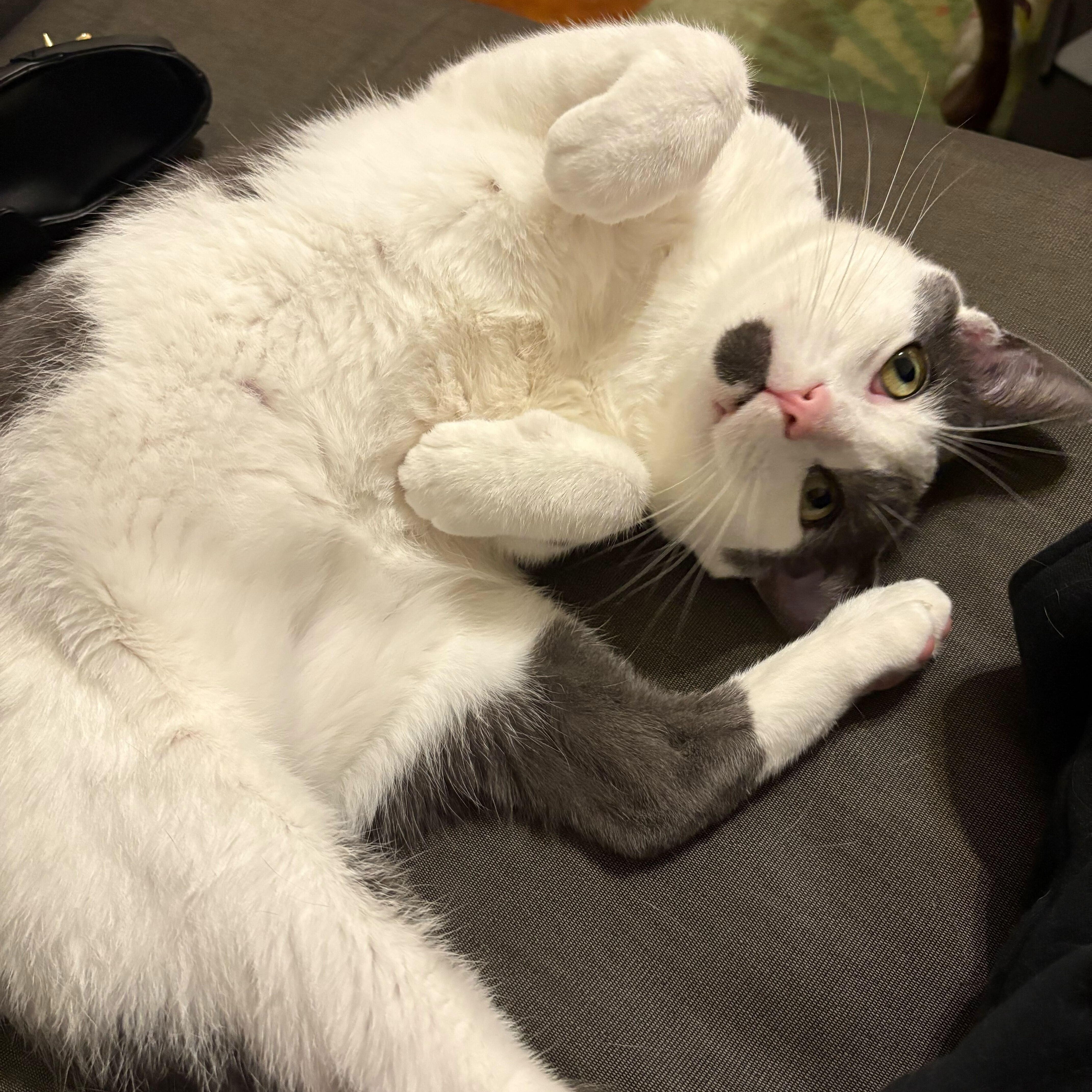 Alder, Adoptable, Adult Male Domestic Short Hair.