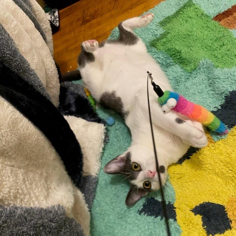 Enlarge Alder, a Adoptable Domestic Short Hair in Evanston, IL image 4/6