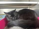Lucy, Adoptable, Senior Female Domestic Medium Hair.