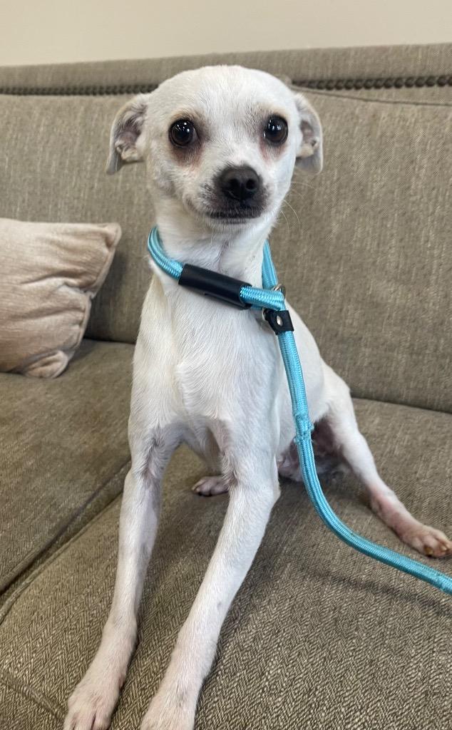 Enlarge Billybob, a Adoptable mixed breed in Thousand Oaks, CA image 1/2