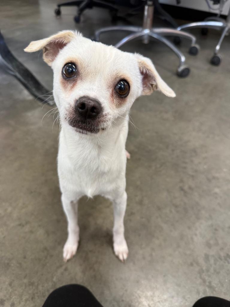 Enlarge Billybob, a Adoptable mixed breed in Thousand Oaks, CA image 2/2