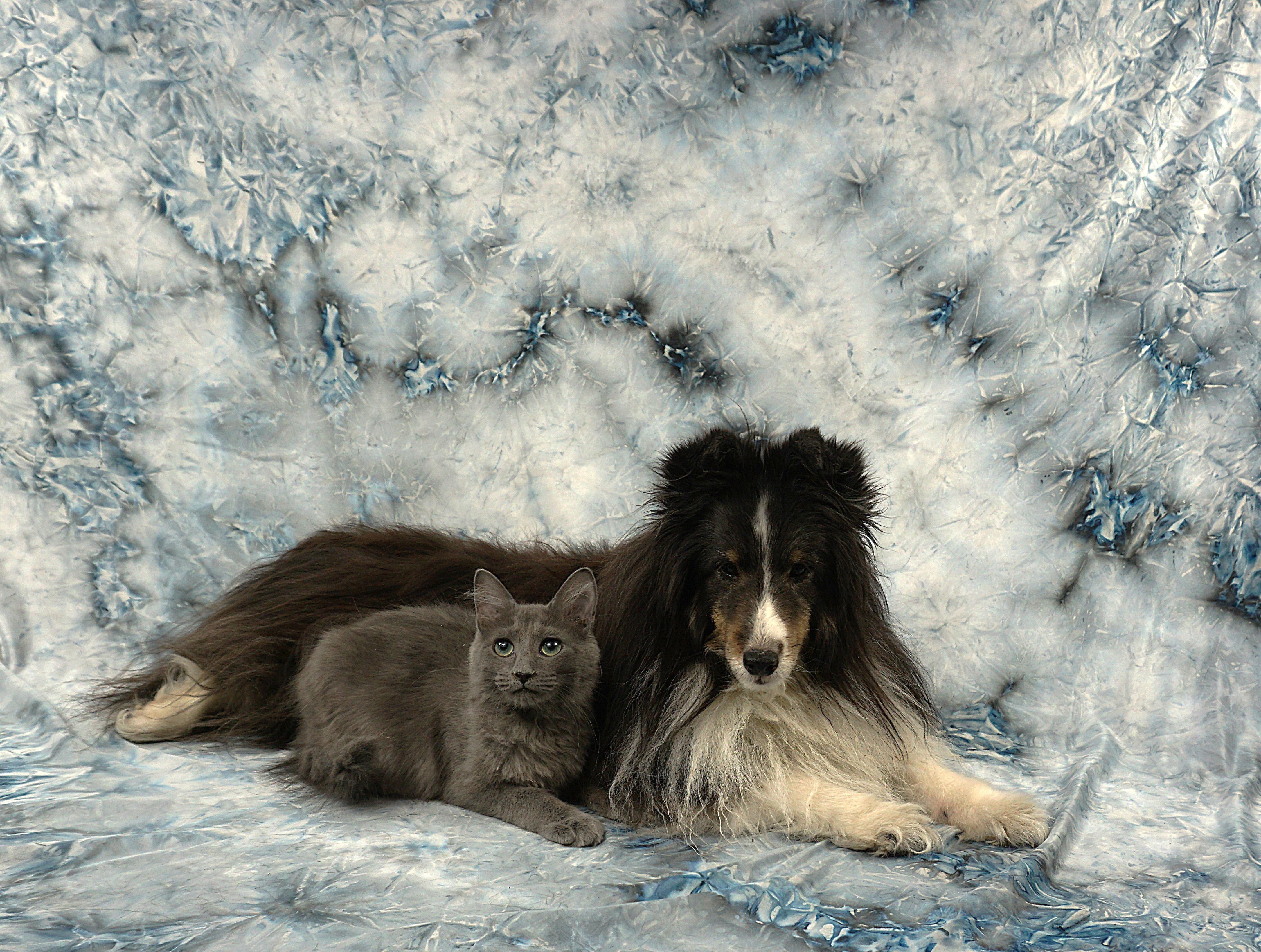 Enlarge FORREST - GREAT GUY, a ADOPTABLE mixed breed in Plano, TX image 2/6