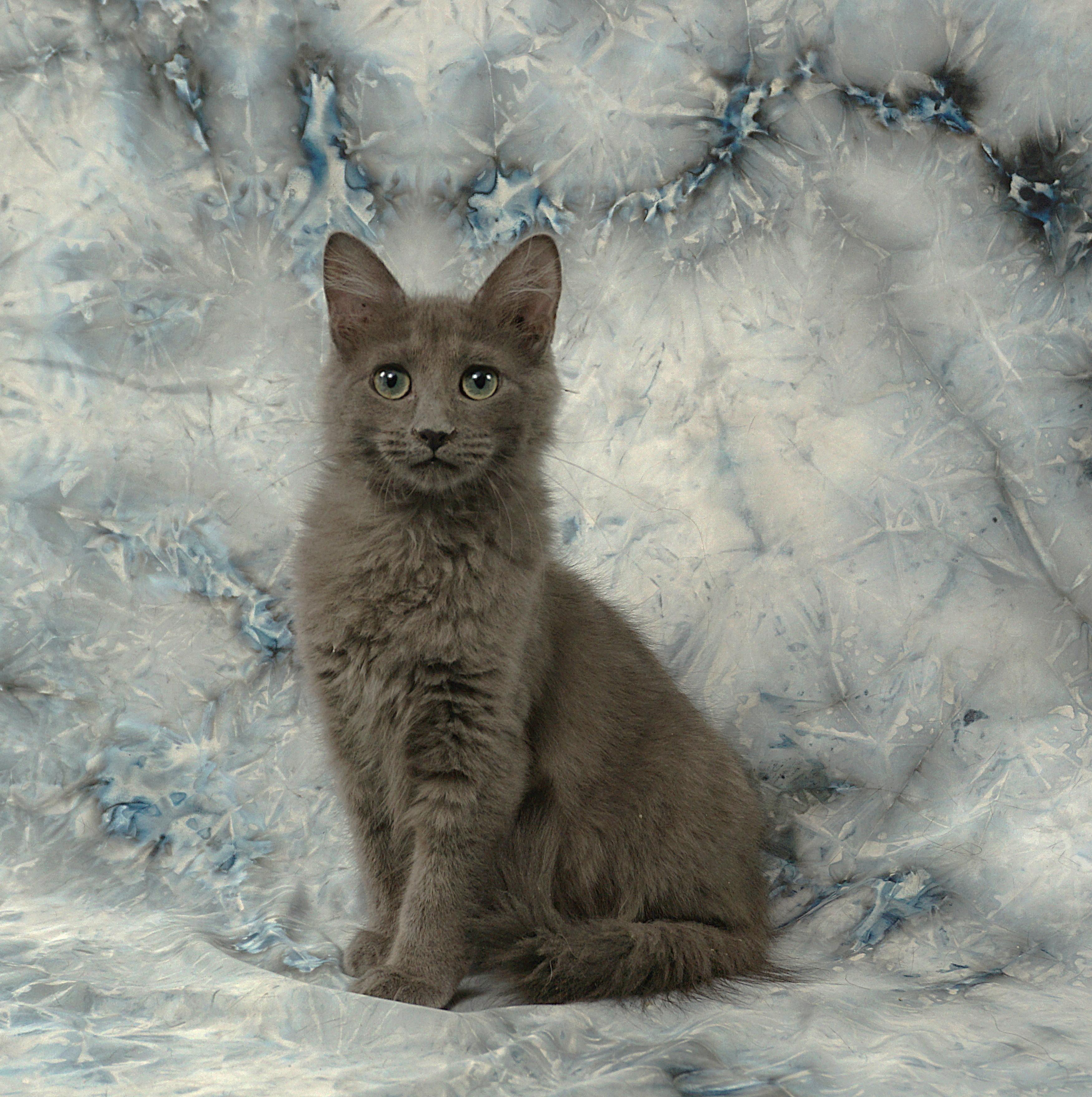 Enlarge FORREST - GREAT GUY, a ADOPTABLE mixed breed in Plano, TX image 1/6