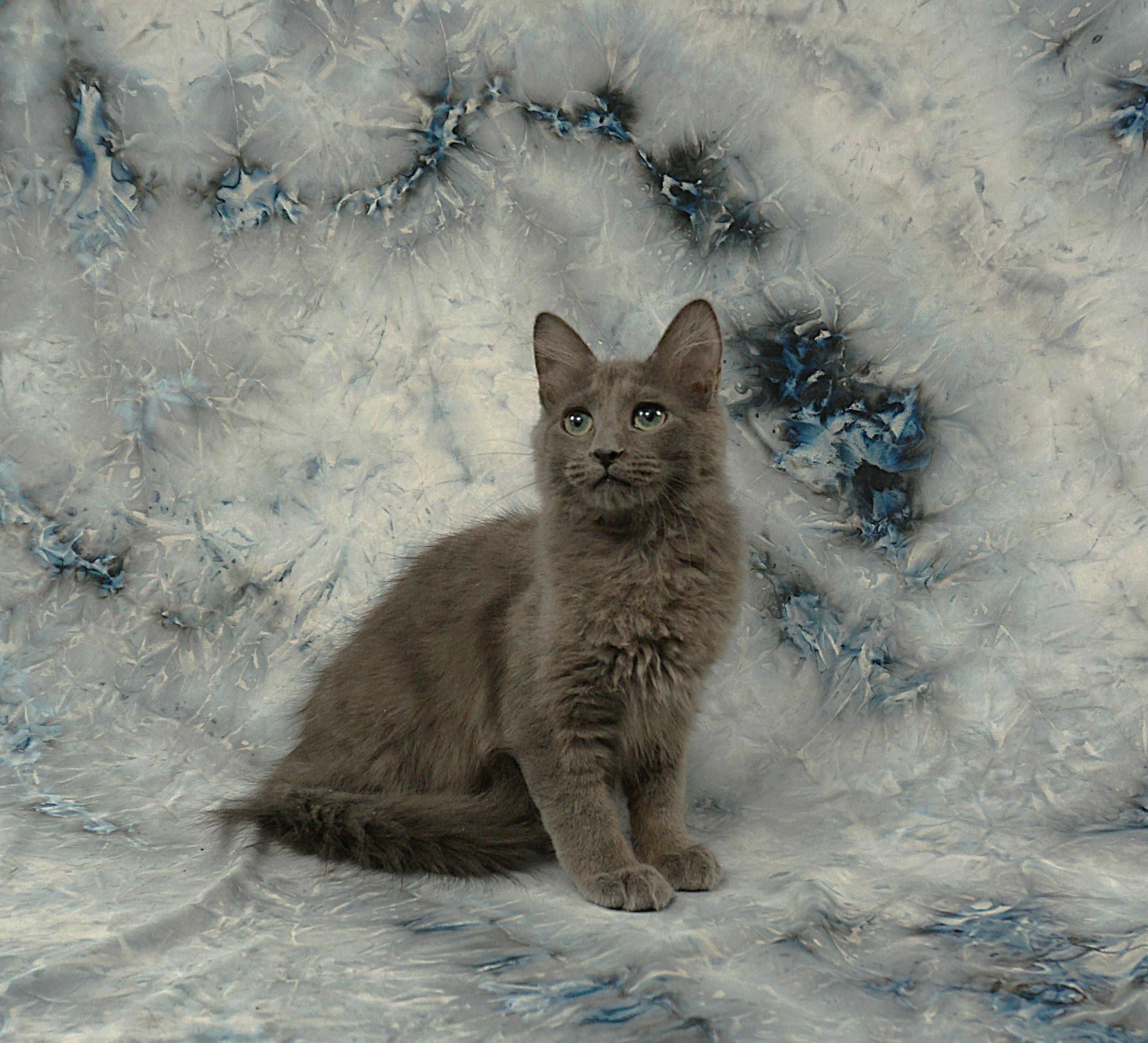 Enlarge FORREST - GREAT GUY, a ADOPTABLE mixed breed in Plano, TX image 4/6