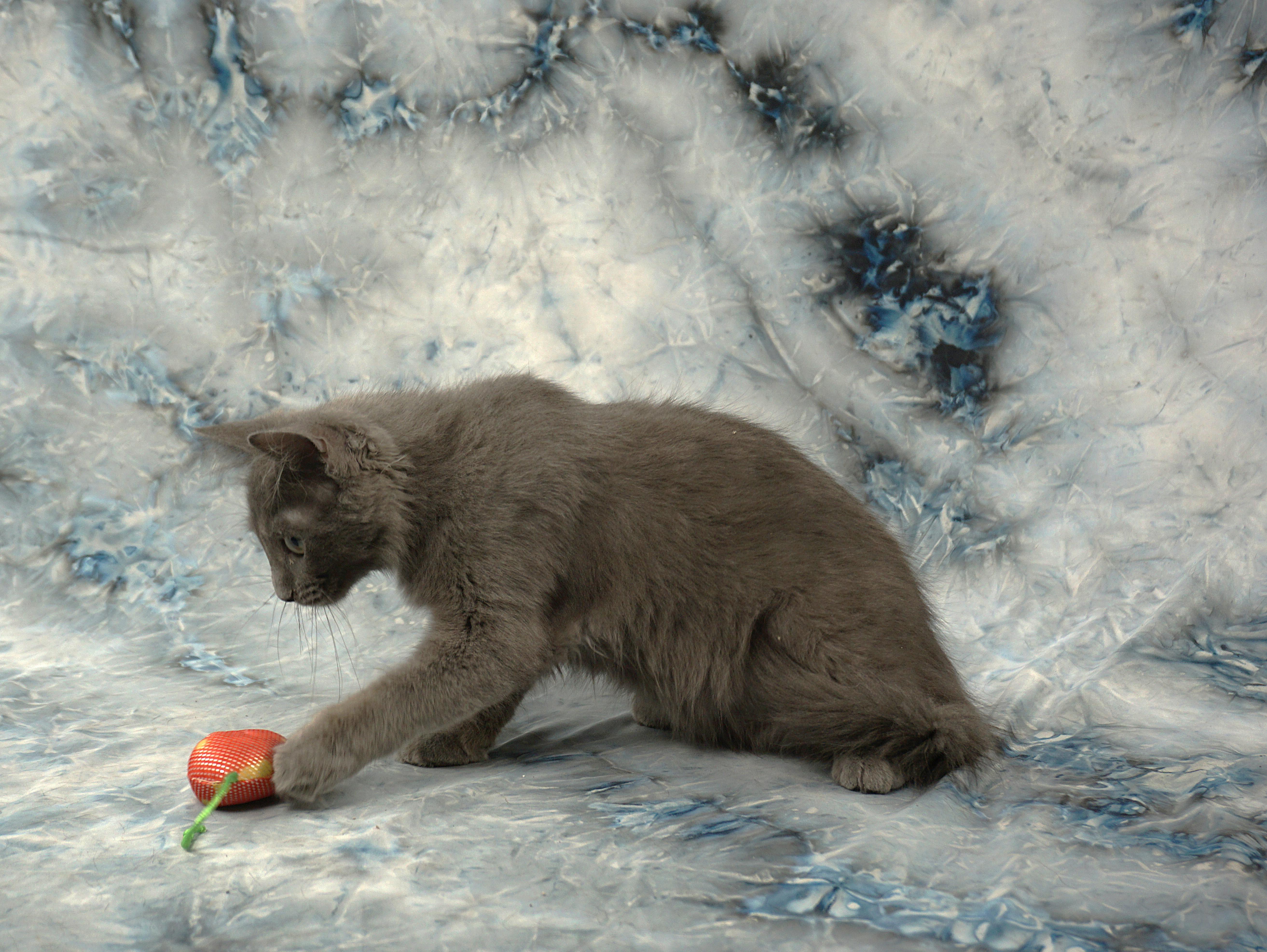 Enlarge FORREST - GREAT GUY, a ADOPTABLE mixed breed in Plano, TX image 6/6