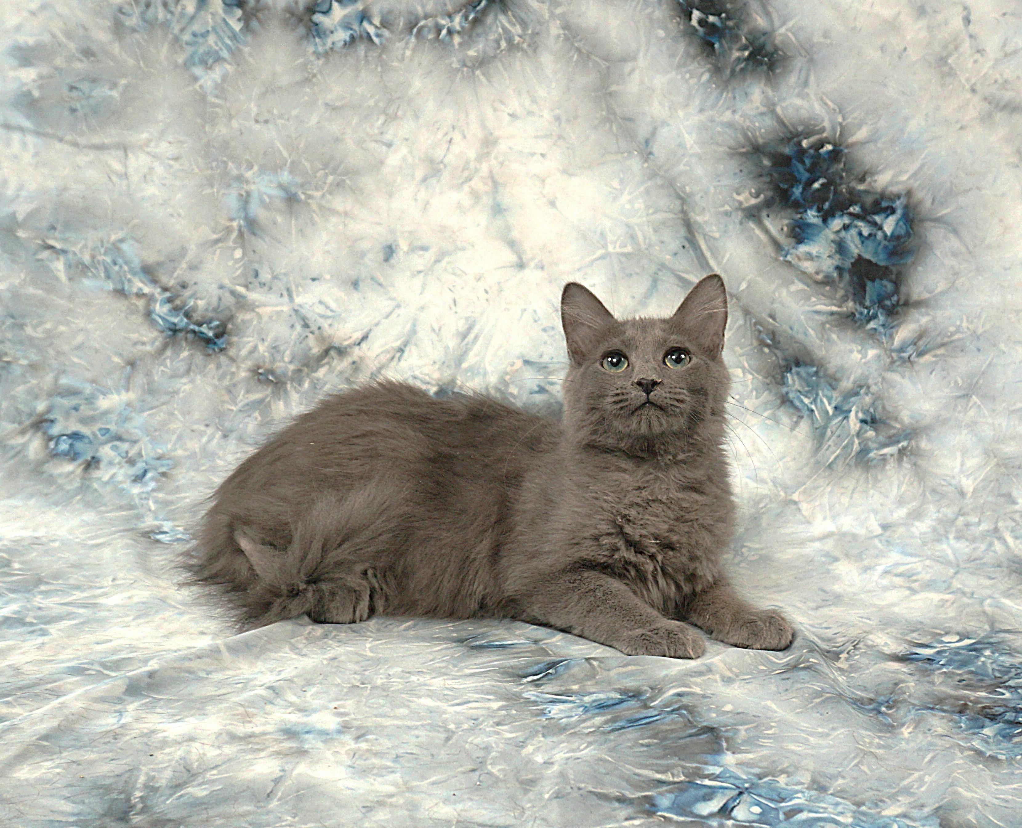 Enlarge FORREST - GREAT GUY, a ADOPTABLE mixed breed in Plano, TX image 5/6