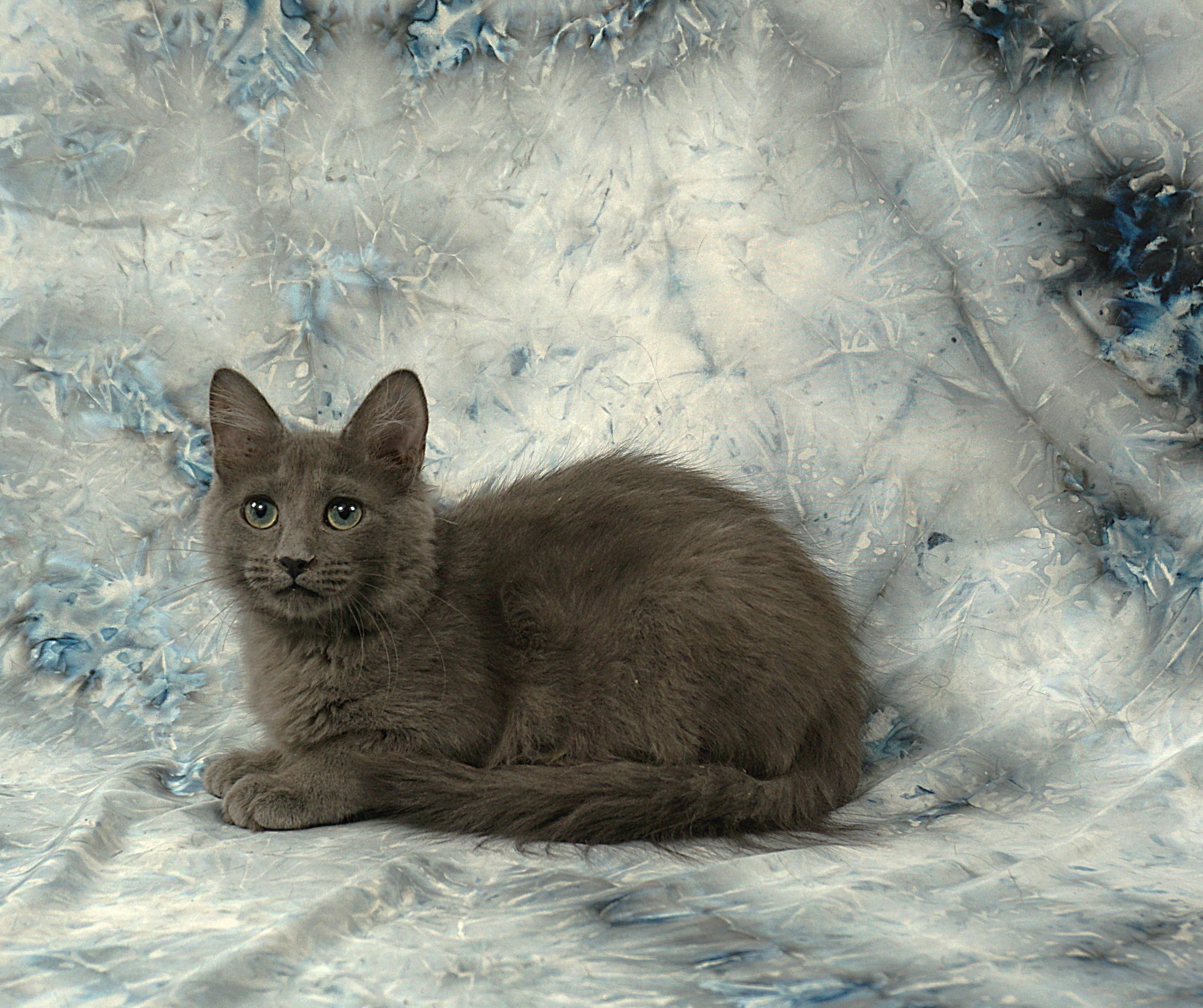 Enlarge FORREST - GREAT GUY, a ADOPTABLE mixed breed in Plano, TX image 3/6