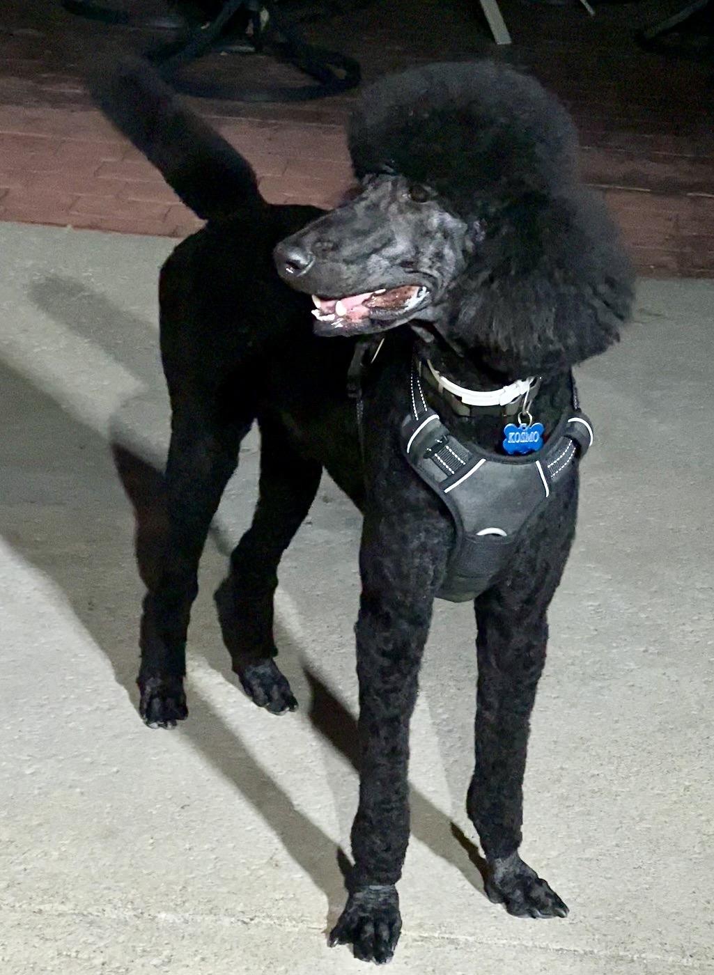 Enlarge Kosmo, an adopted Standard Poodle in Encino, CA image 2/6