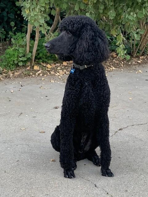 Enlarge Kosmo, an adopted Standard Poodle in Encino, CA image 5/6