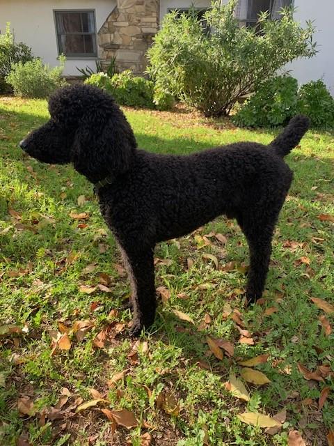 Enlarge Kosmo, an adopted Standard Poodle in Encino, CA image 6/6