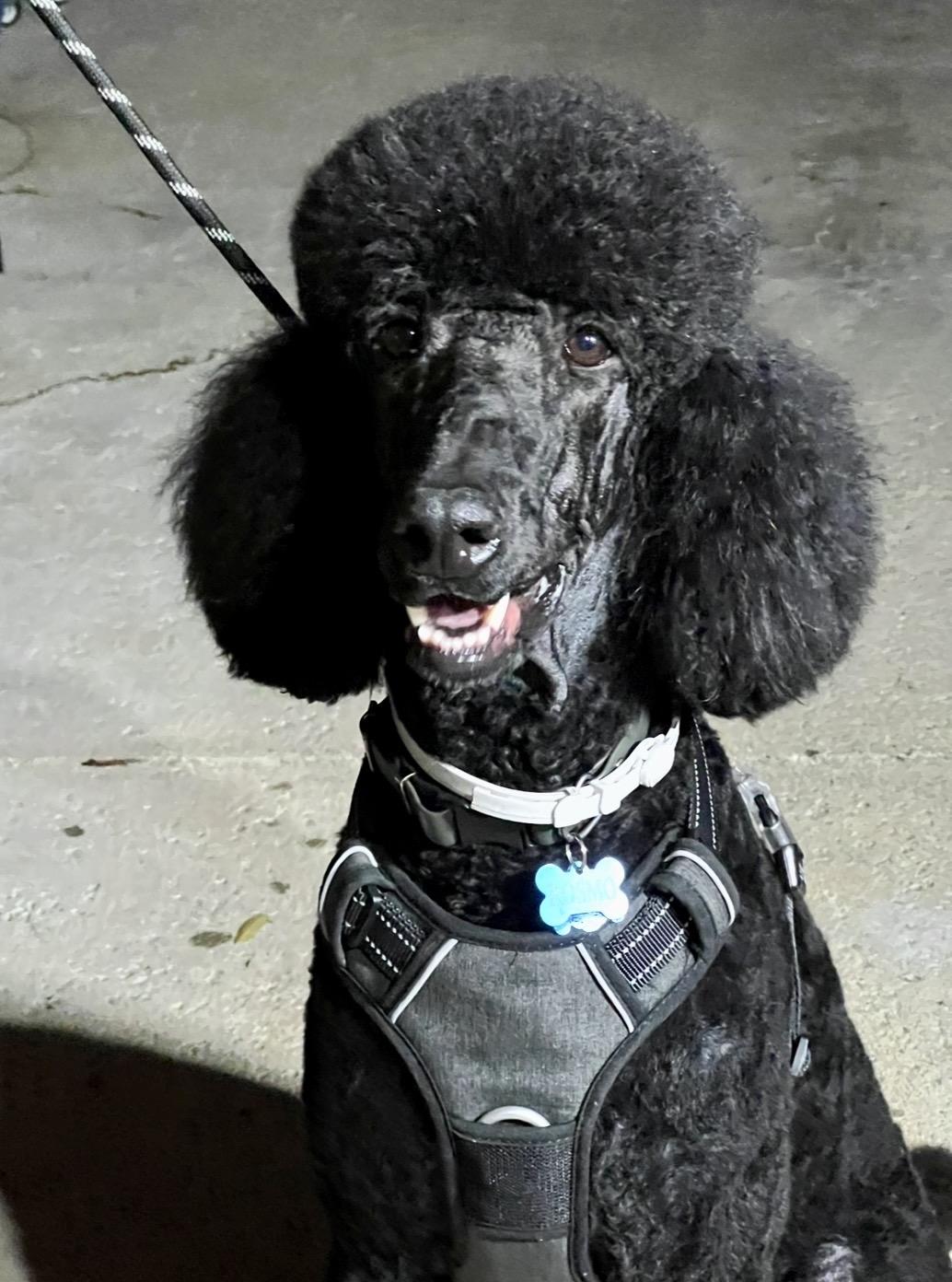 Enlarge Kosmo, an adopted Standard Poodle in Encino, CA image 3/6