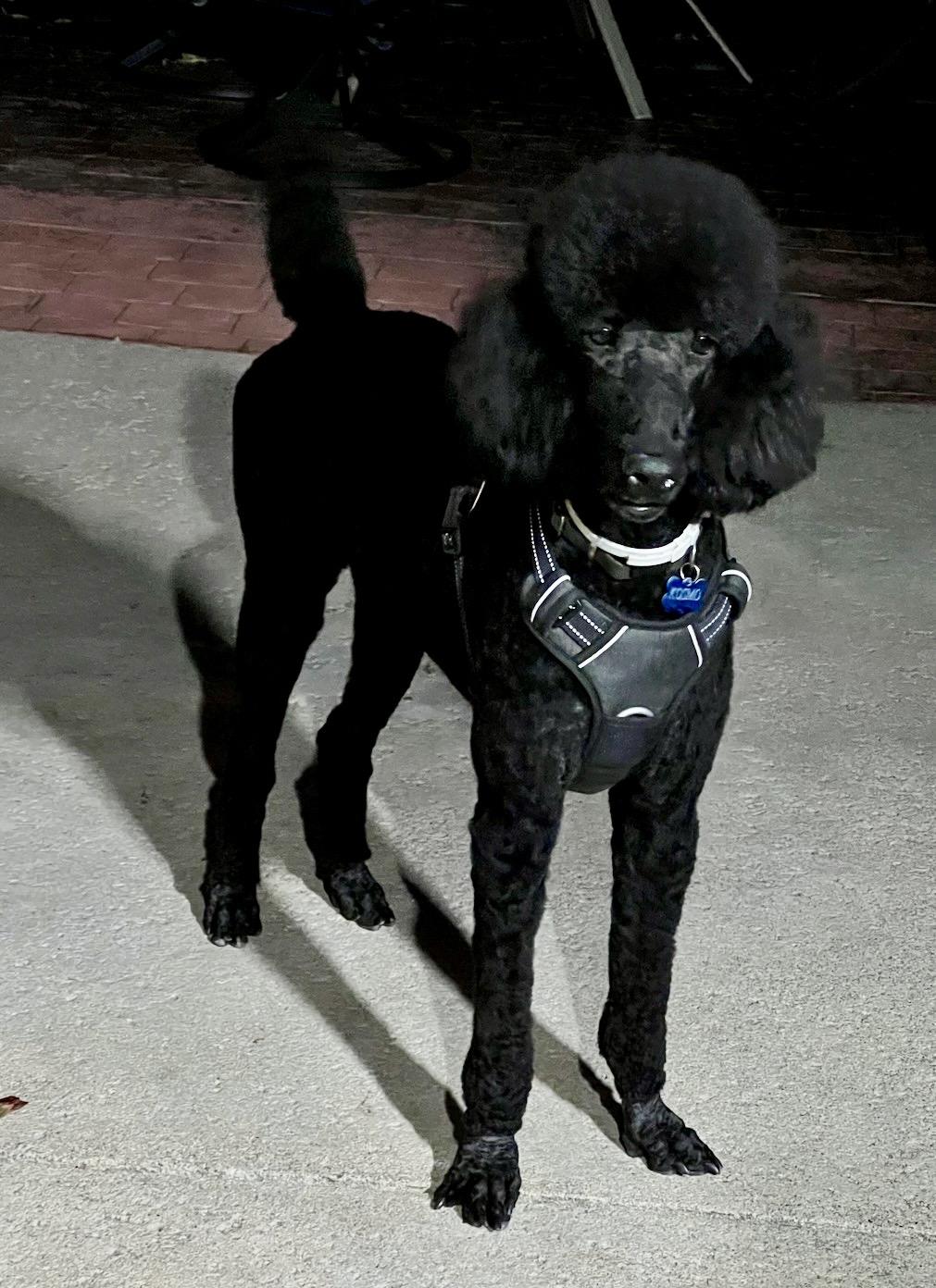 Enlarge Kosmo, an adopted Standard Poodle in Encino, CA image 1/6