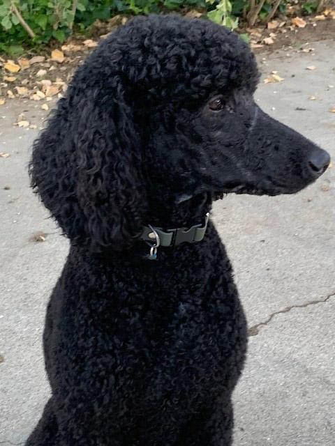 Enlarge Kosmo, an adopted Standard Poodle in Encino, CA image 4/6
