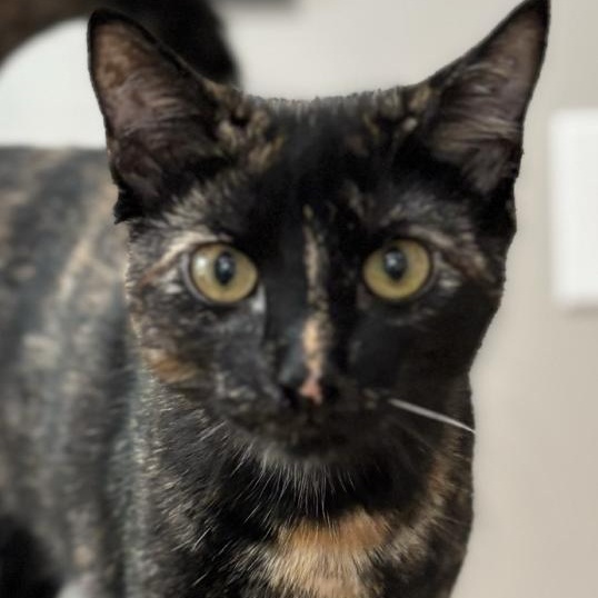 Enlarge Ivy, a Adoptable Tortoiseshell in Orangeburg, NY image 1/3