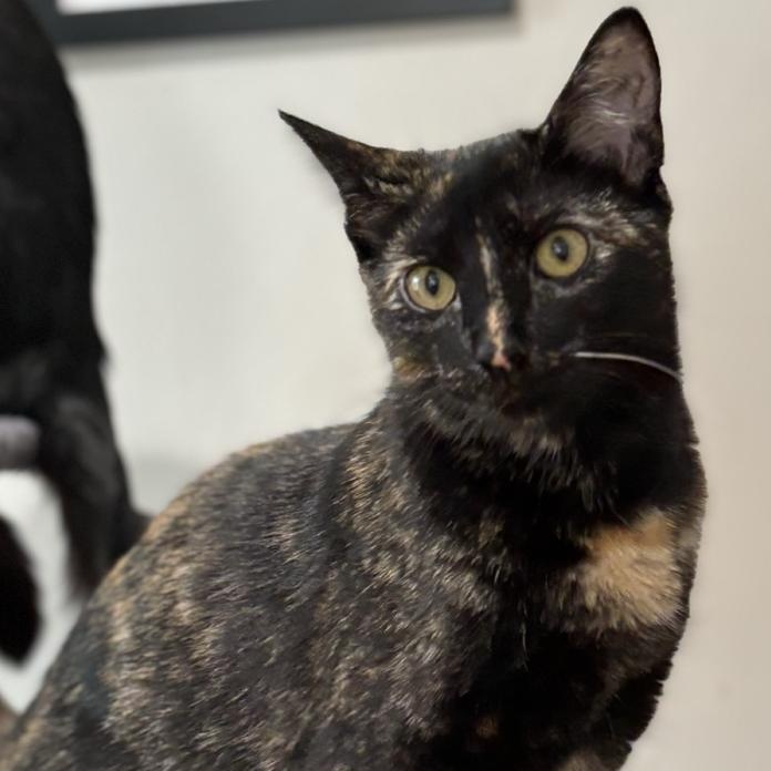 Enlarge Ivy, a Adoptable Tortoiseshell in Orangeburg, NY image 2/3