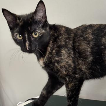 Enlarge Ivy, a Adoptable Tortoiseshell in Orangeburg, NY image 3/3