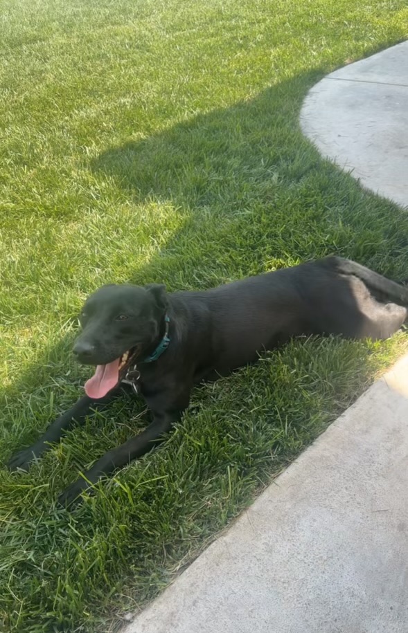 Enlarge Miranda, a Adoptable mixed breed in Claremont, CA image 2/6