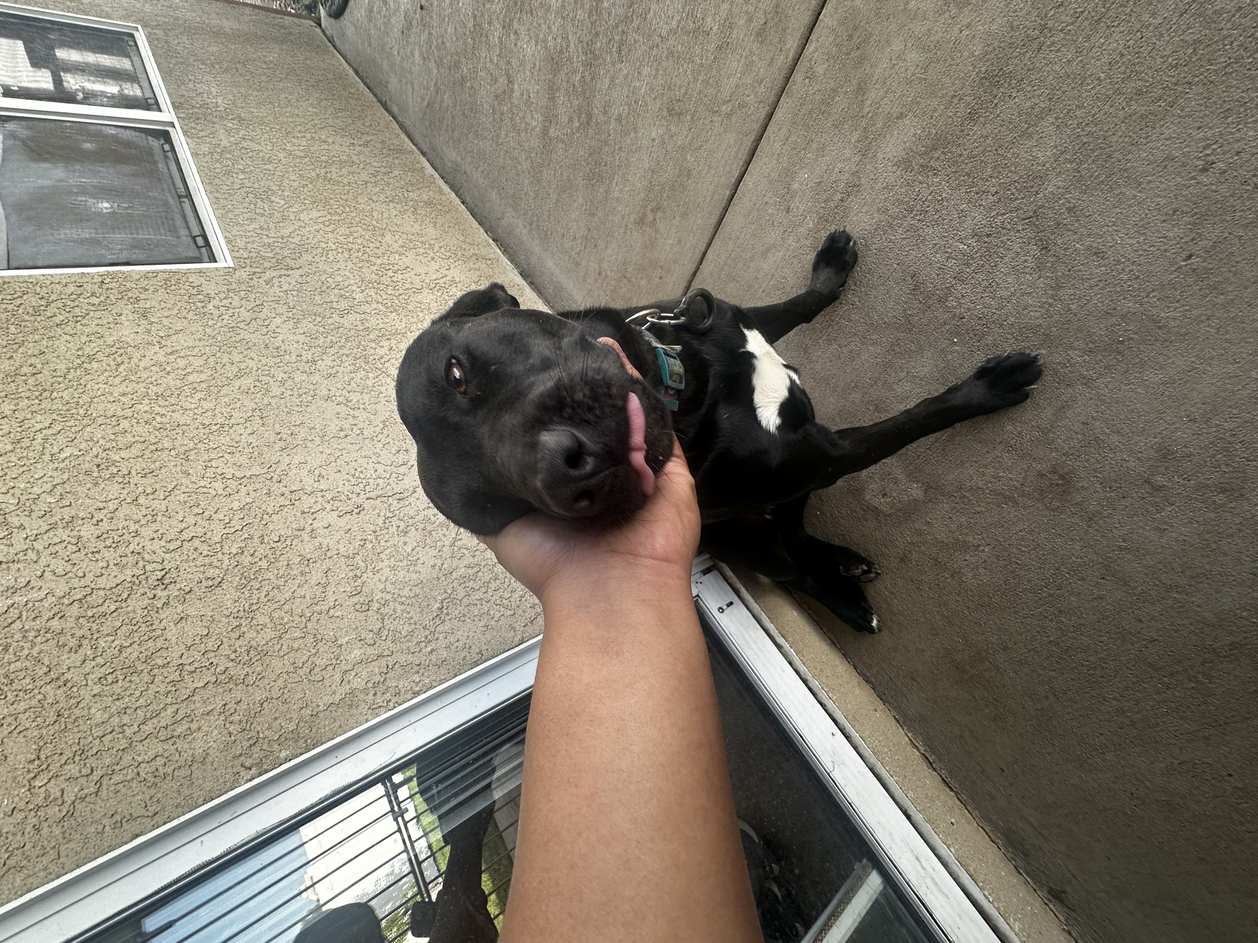 Enlarge Miranda, a Adoptable mixed breed in Claremont, CA image 3/6