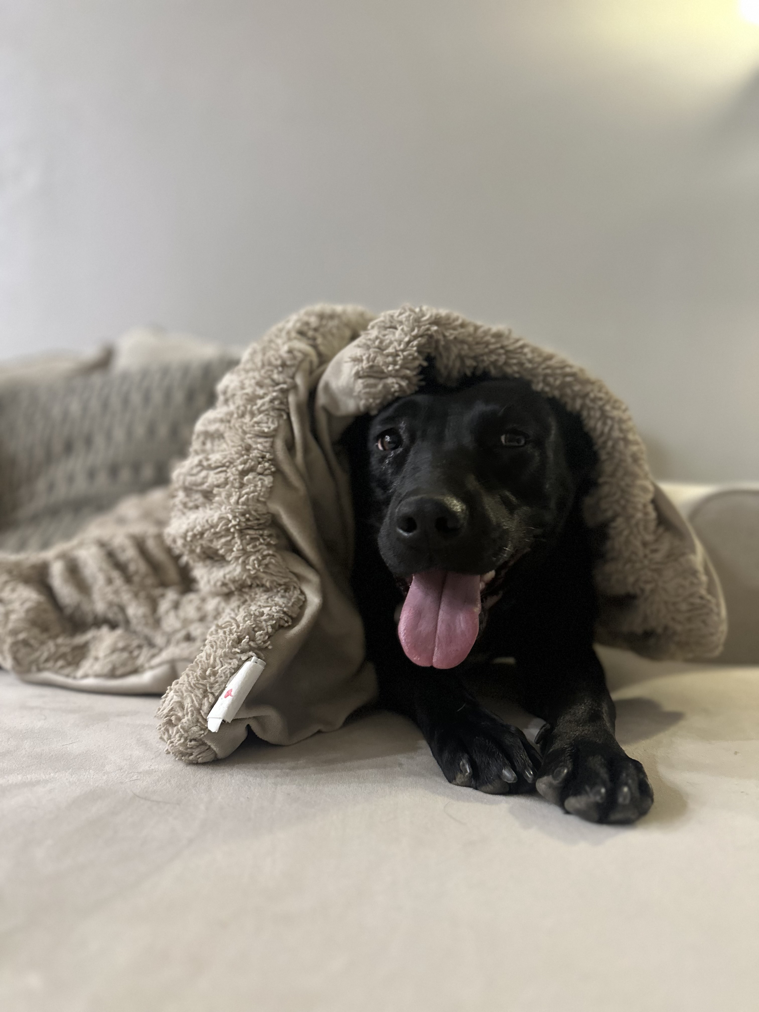 Enlarge Miranda, a Adoptable mixed breed in Claremont, CA image 6/6