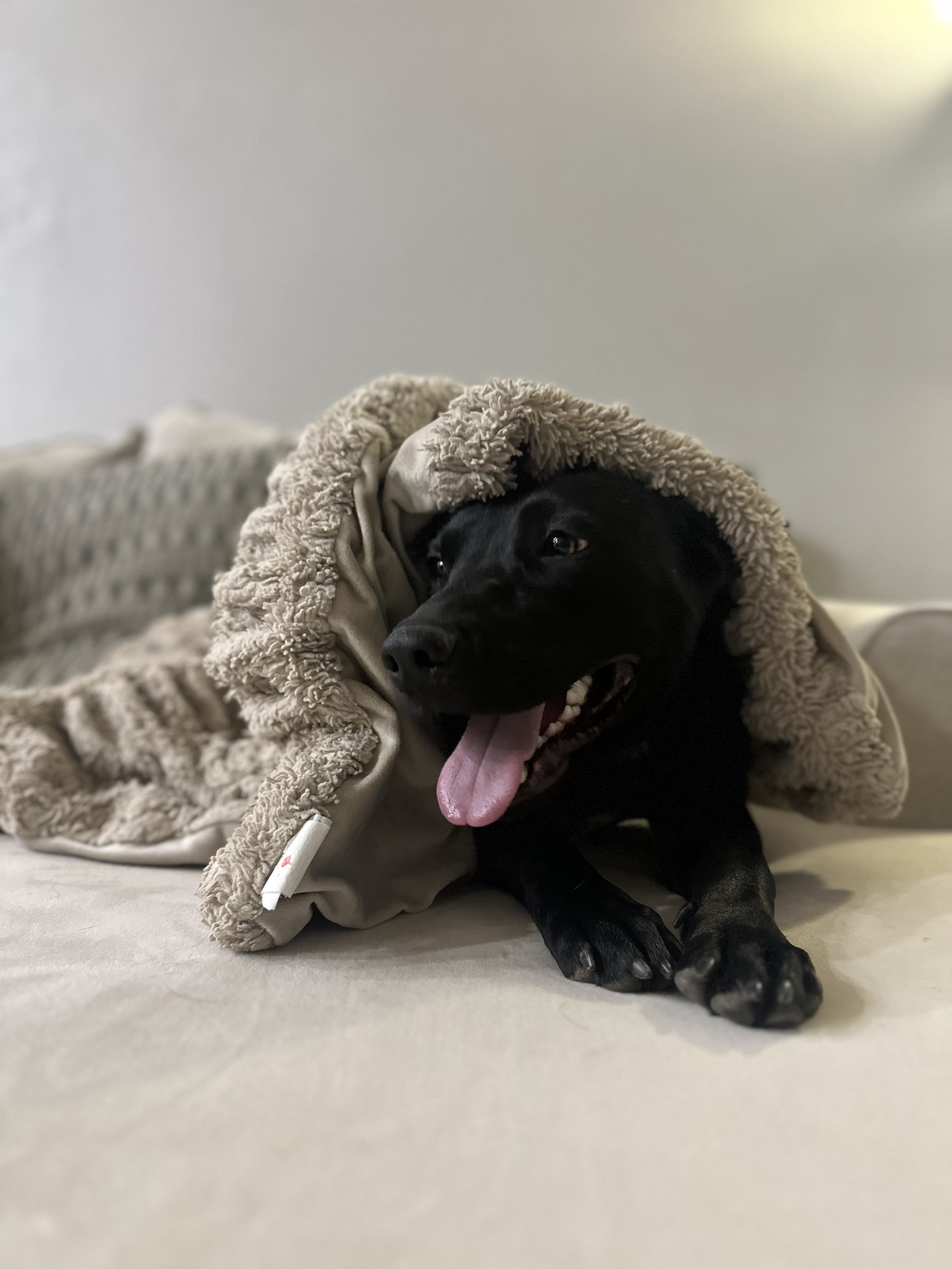 Enlarge Miranda, a Adoptable mixed breed in Claremont, CA image 1/6