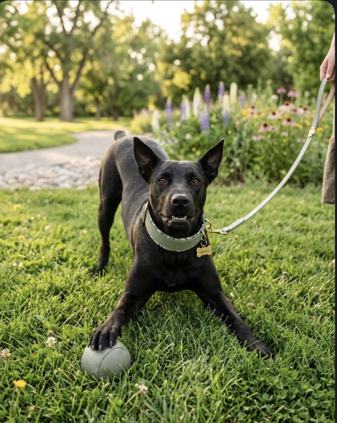 Miranda, a Adoptable mixed breed in Claremont, CA image 3/6