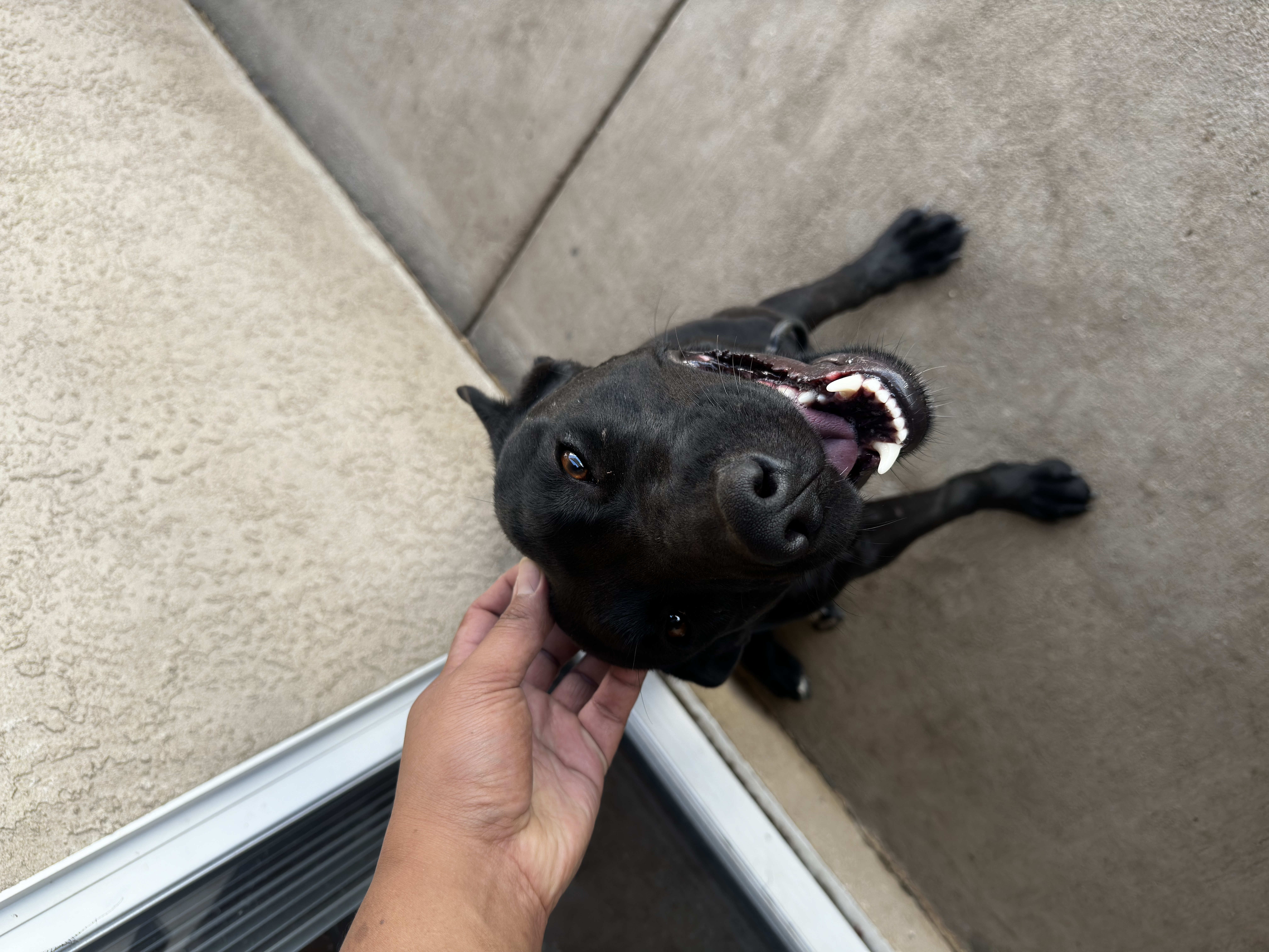 Enlarge Miranda, a Adoptable mixed breed in Claremont, CA image 4/6