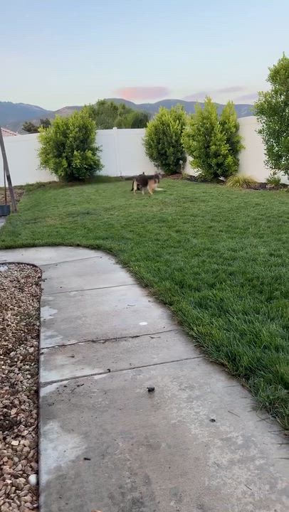 Enlarge Miranda, a Adoptable mixed breed in Claremont, CA video 5/6