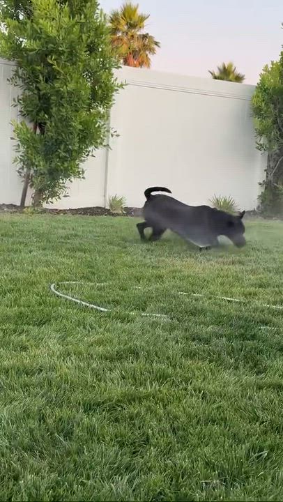 Enlarge Miranda, a Adoptable mixed breed in Claremont, CA video 6/6