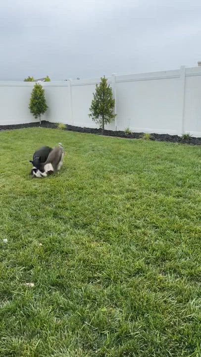 Enlarge Miranda, a Adoptable mixed breed in Claremont, CA video 5/6