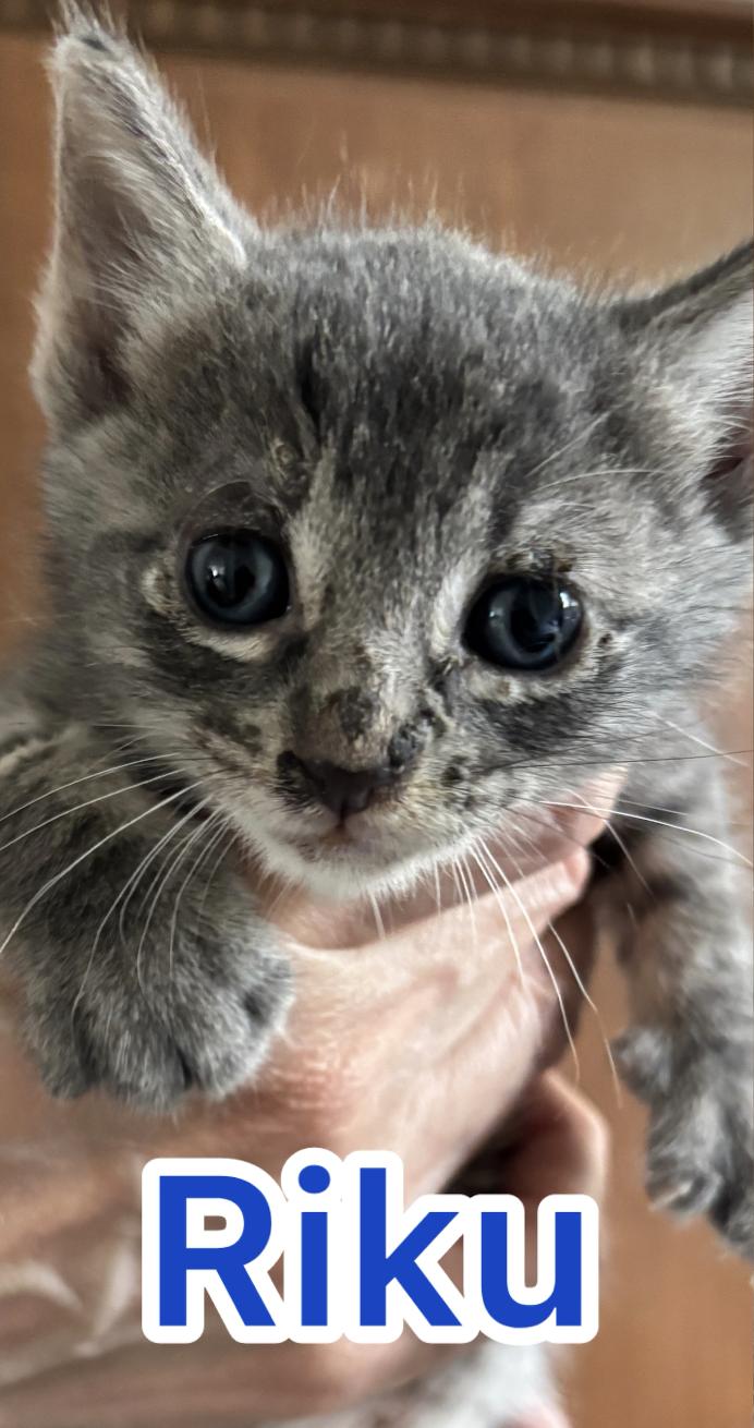 Riku, Adoptable, Kitten Male Domestic Short Hair.