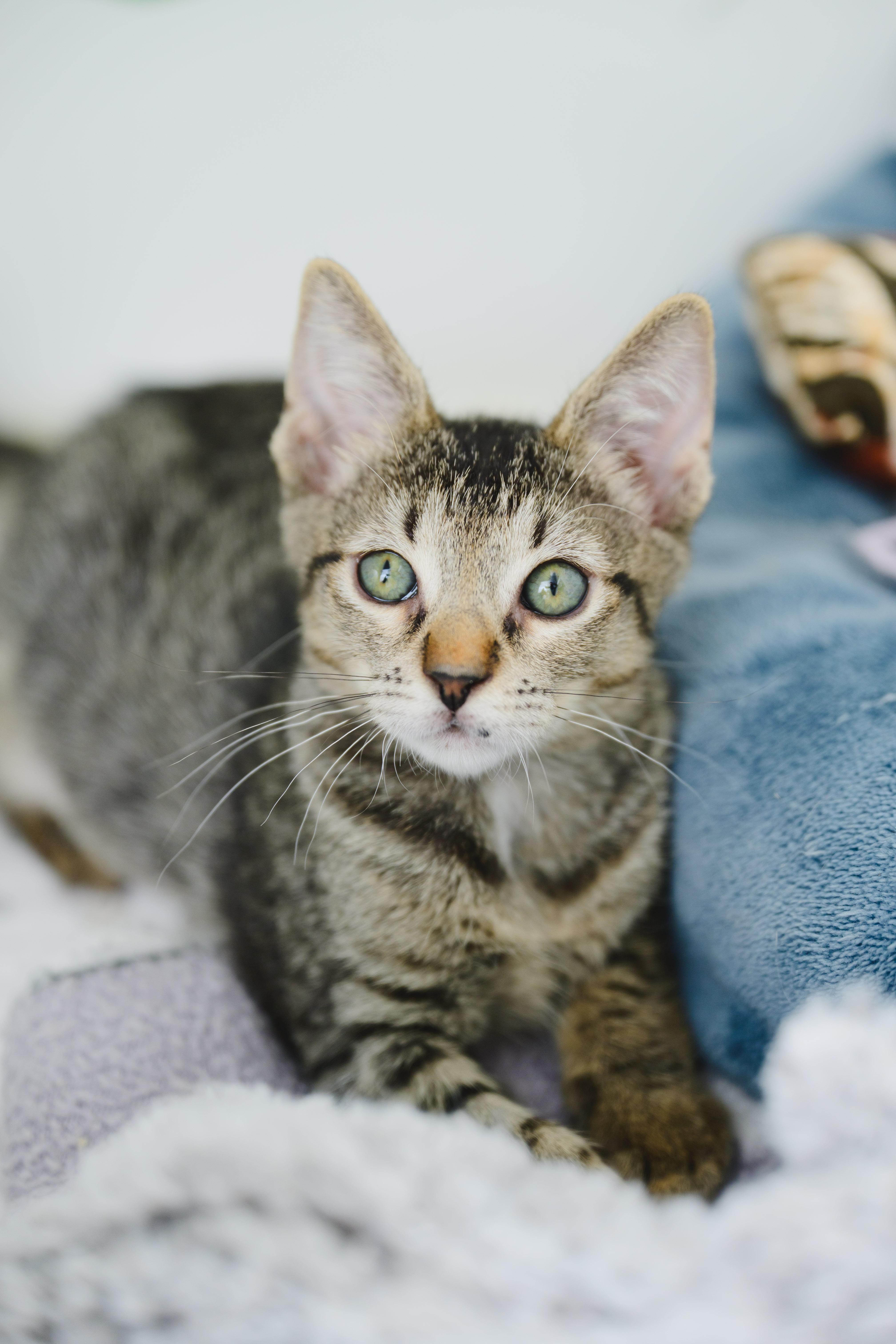Riku, a Adoptable Domestic Short Hair in Honolulu, HI image 2/5