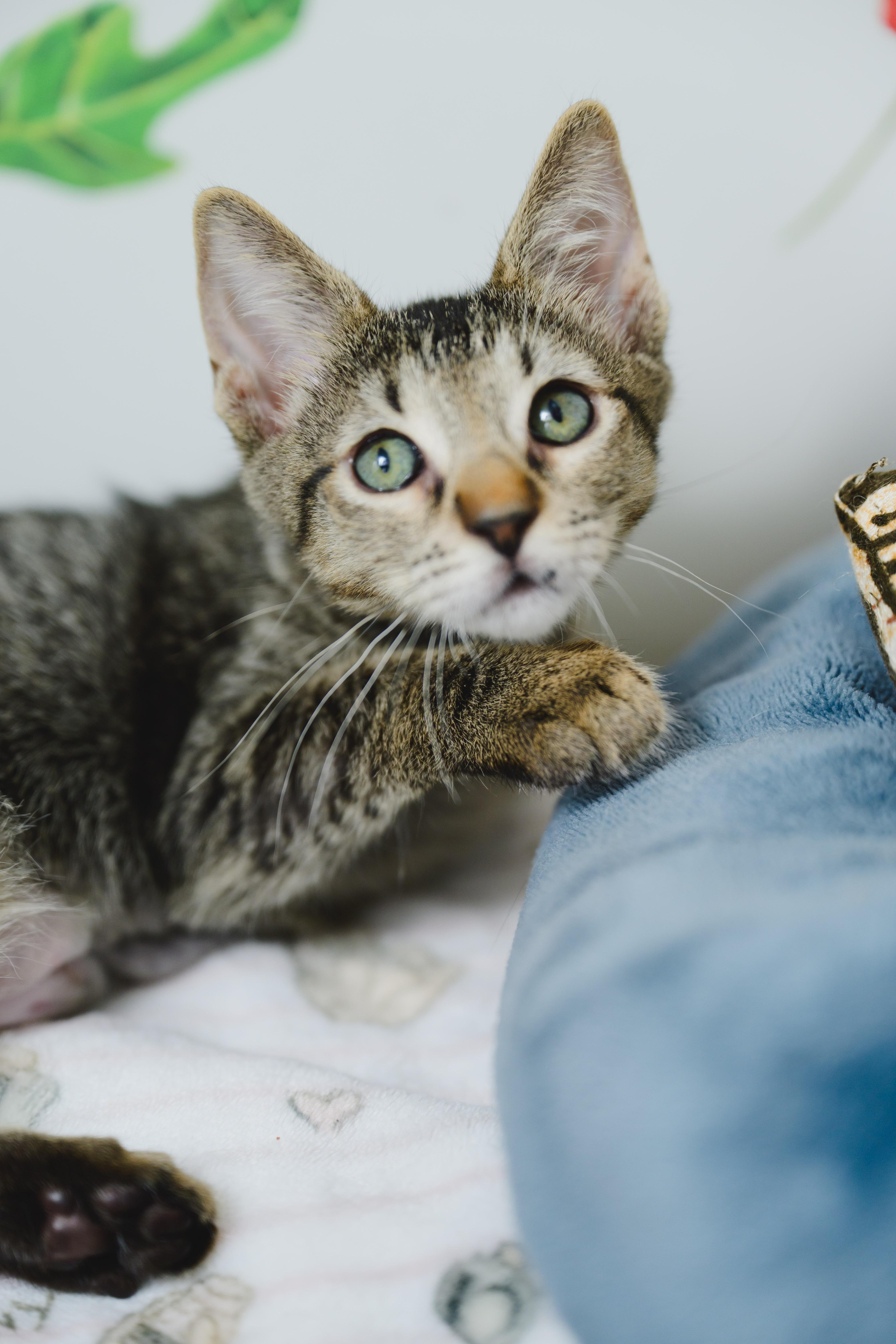 Riku, a Adoptable Domestic Short Hair in Honolulu, HI image 3/5