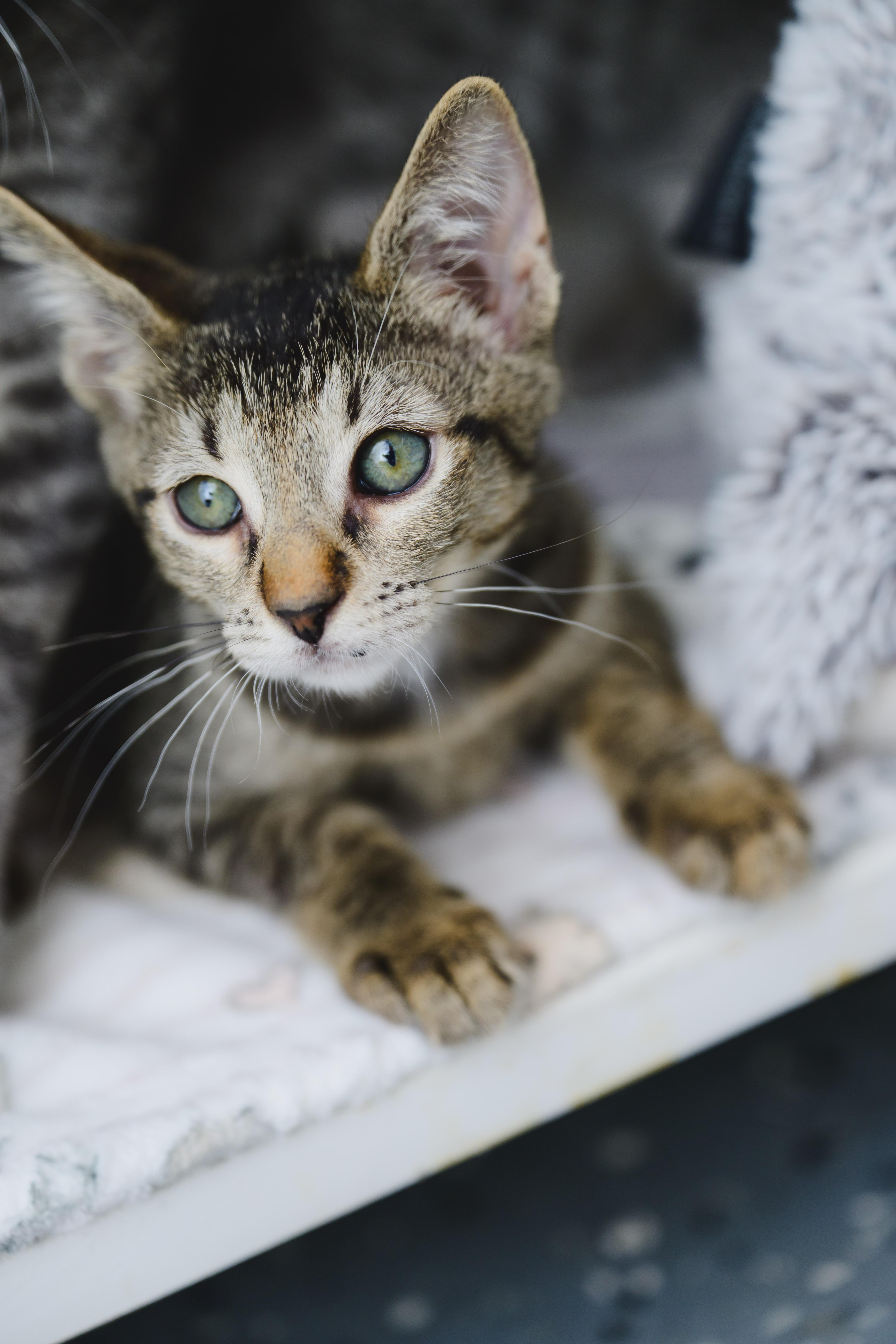 Riku, a Adoptable Domestic Short Hair in Honolulu, HI image 4/5