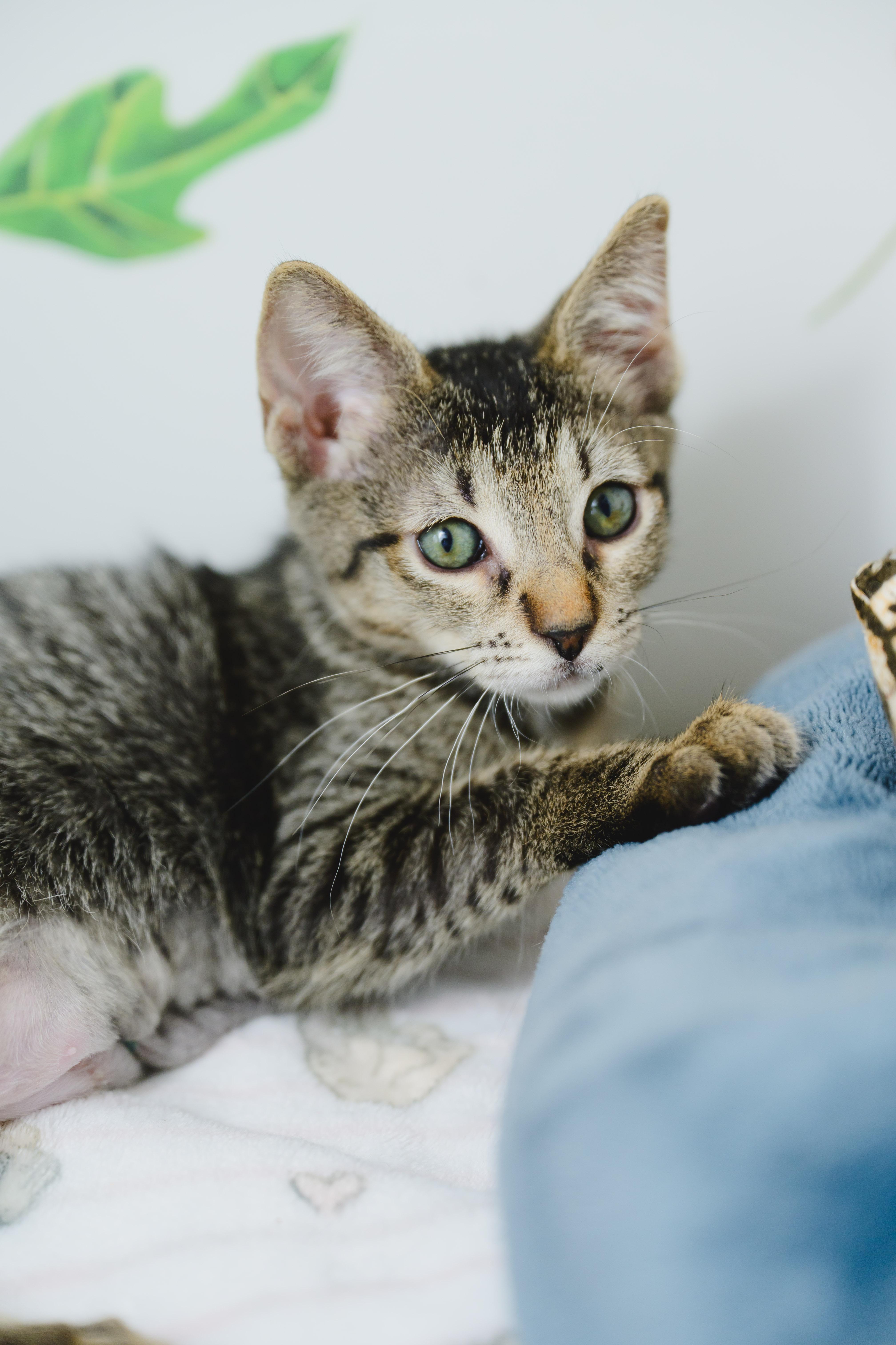 Riku, a Adoptable Domestic Short Hair in Honolulu, HI image 5/5